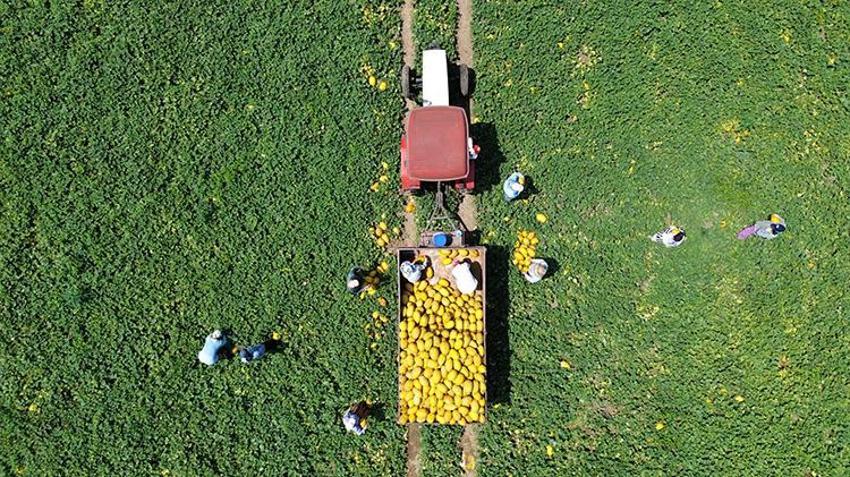Samsun'da Bafra Ovası'nda hasat başladı! Kilosu 15 lira, çiftçinin yüzü gülüyor