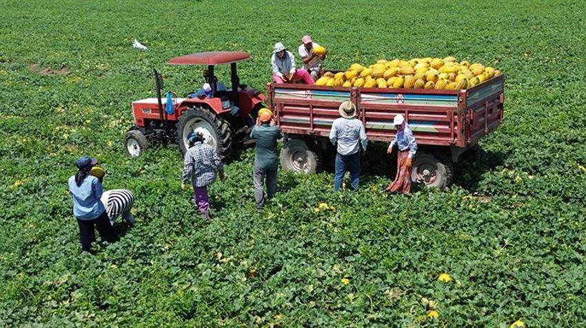 Samsun'da Bafra Ovası'nda hasat başladı! Kilosu 15 lira, çiftçinin yüzü gülüyor