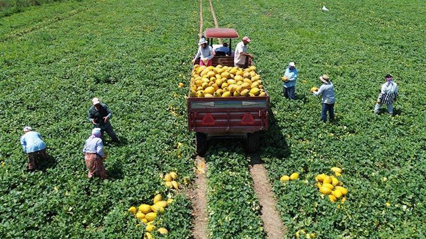 Samsun'da Bafra Ovası'nda hasat başladı! Kilosu 15 lira, çiftçinin yüzü gülüyor