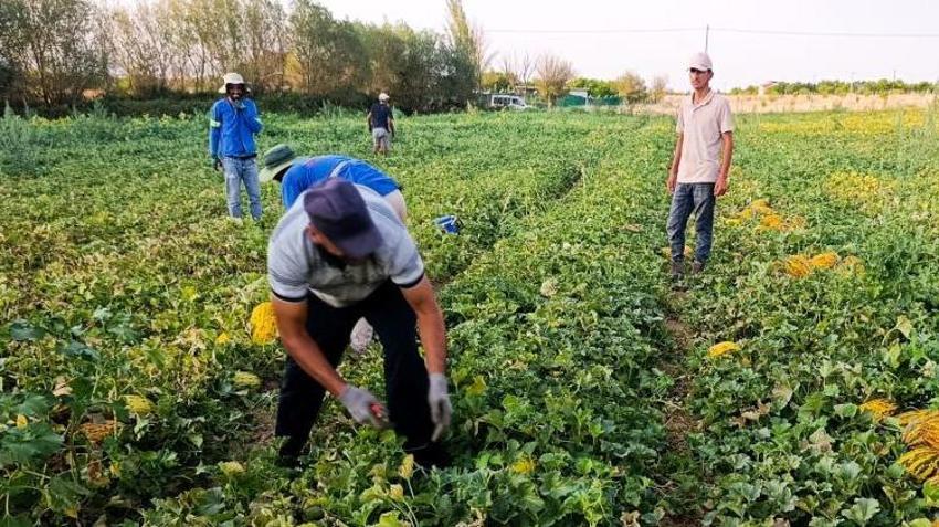 Adana'ya rakip olacak! Malatya'da hasatta üretim patladı, günde tonlarca toplanıyor: Kilosu 3 TL