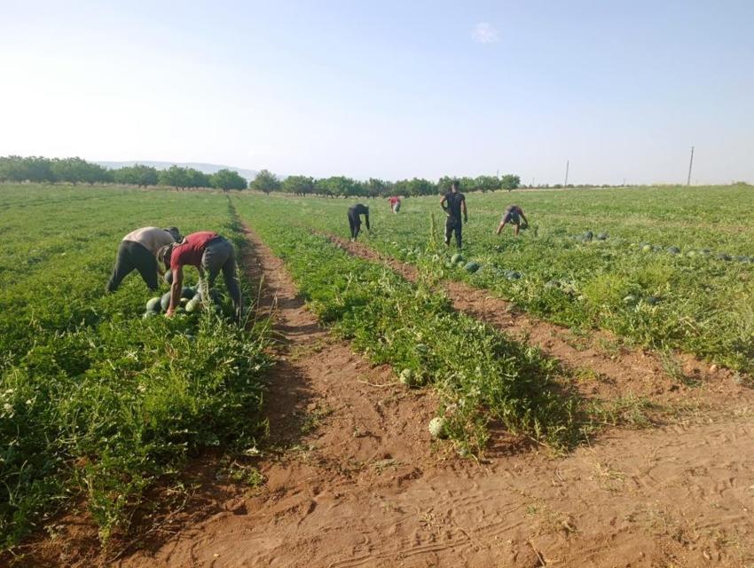 Adana'ya rakip olacak! Malatya'da hasatta üretim patladı, günde tonlarca toplanıyor: Kilosu 3 TL