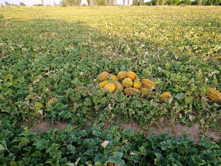 Adana'ya rakip olacak! Malatya'da hasatta üretim patladı, günde tonlarca toplanıyor: Kilosu 3 TL