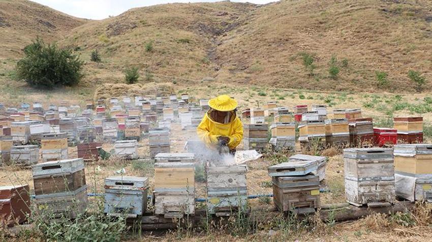 Yüksekovalı kadının büyük başarı hikayesi! 30 yıl önce devletin verdiği 5 kovanla arıcılık yapmaya başladı