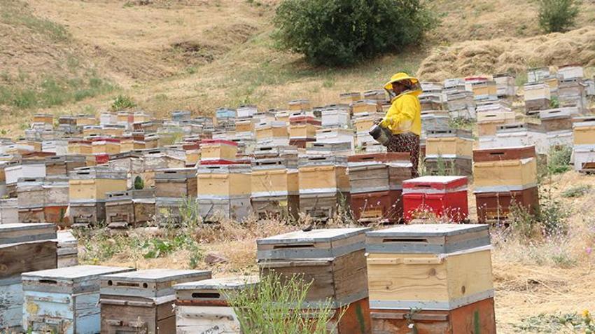 Yüksekovalı kadının büyük başarı hikayesi! 30 yıl önce devletin verdiği 5 kovanla arıcılık yapmaya başladı