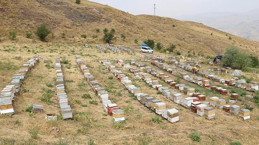 Yüksekovalı kadının büyük başarı hikayesi! 30 yıl önce devletin verdiği 5 kovanla arıcılık yapmaya başladı
