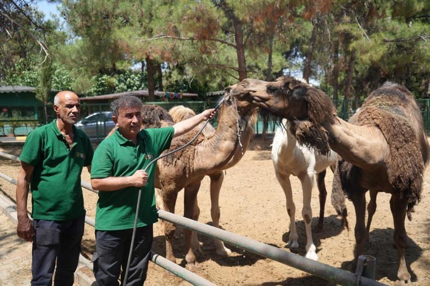Gaziantep'in aslan ve kaplanlarına özel menü; buzlu et! Sıcaklarla böyle mücadele ediyorlar