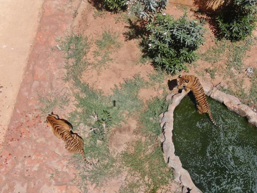 Gaziantep'in aslan ve kaplanlarına özel menü; buzlu et! Sıcaklarla böyle mücadele ediyorlar