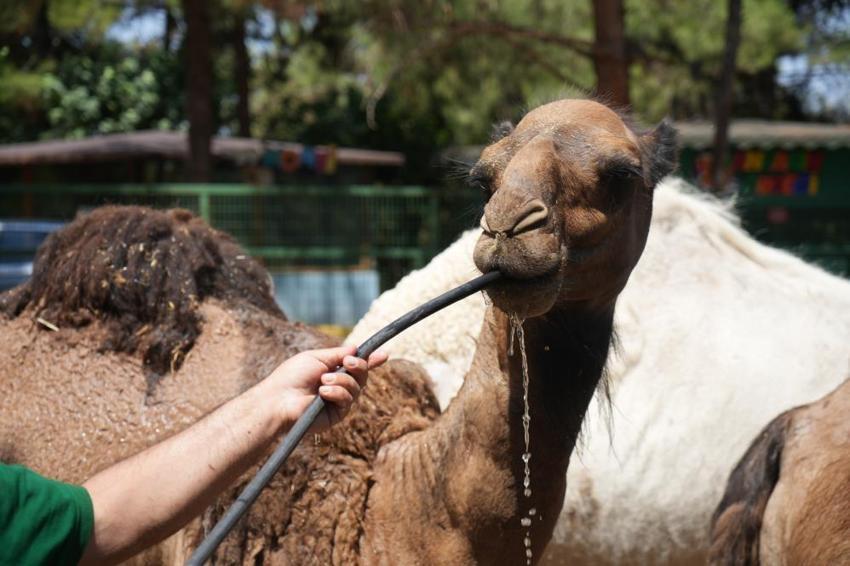 Gaziantep'in aslan ve kaplanlarına özel menü; buzlu et! Sıcaklarla böyle mücadele ediyorlar