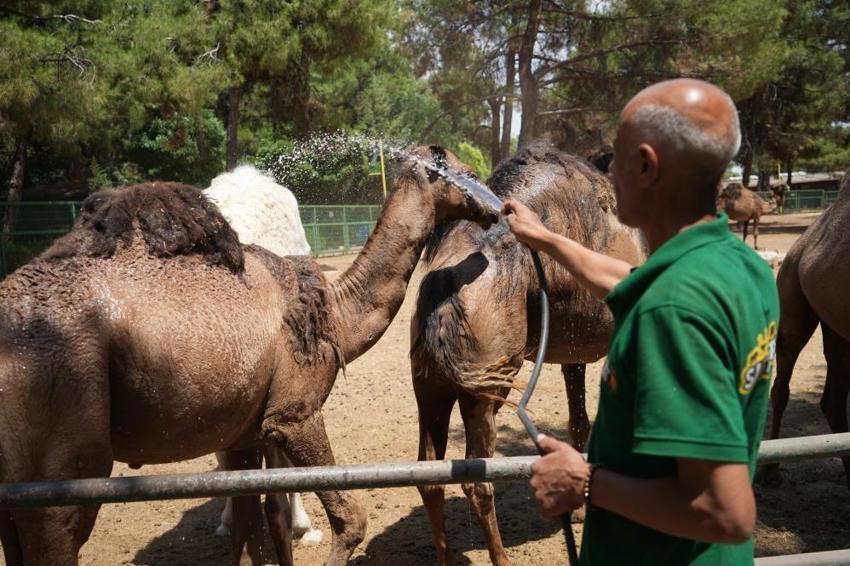 Gaziantep'in aslan ve kaplanlarına özel menü; buzlu et! Sıcaklarla böyle mücadele ediyorlar