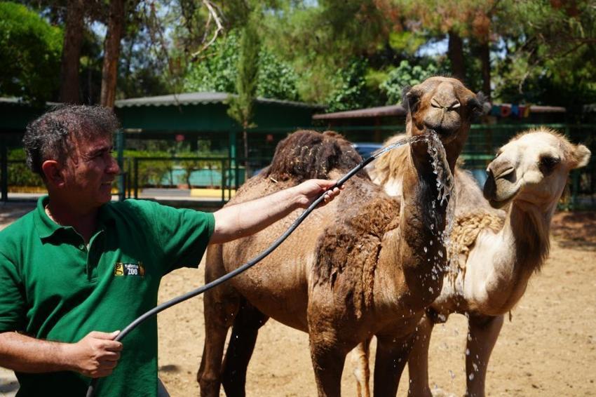 Gaziantep'in aslan ve kaplanlarına özel menü; buzlu et! Sıcaklarla böyle mücadele ediyorlar