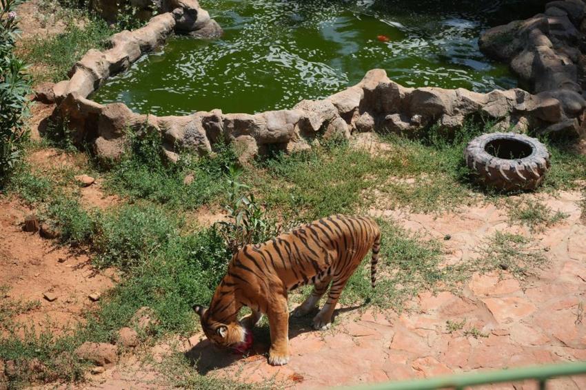 Gaziantep'in aslan ve kaplanlarına özel menü; buzlu et! Sıcaklarla böyle mücadele ediyorlar