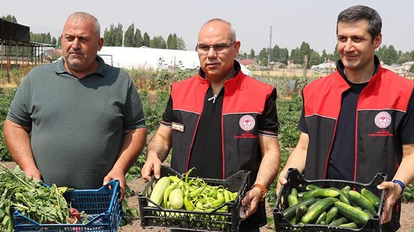 Ağrı'da devlet desteğiyle üretilen ürünlerde hasat başladı! 100 bin fide dağıtılmıştı