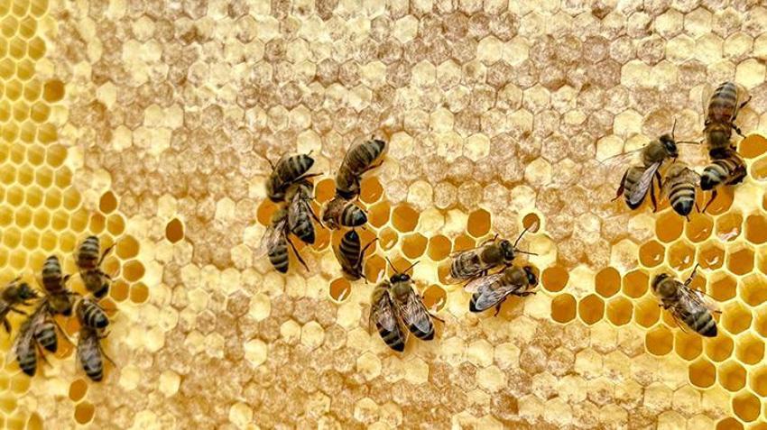 Coğrafi İşaretli Munzur Balı'na Avrupa'dan lezzet ödülü: Jüri hayran kaldı!