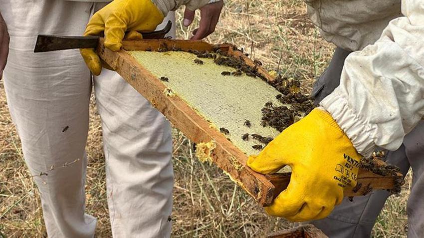 Coğrafi İşaretli Munzur Balı'na Avrupa'dan lezzet ödülü: Jüri hayran kaldı!
