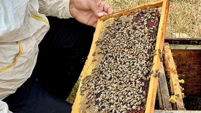 Coğrafi İşaretli Munzur Balı'na Avrupa'dan lezzet ödülü: Jüri hayran kaldı!