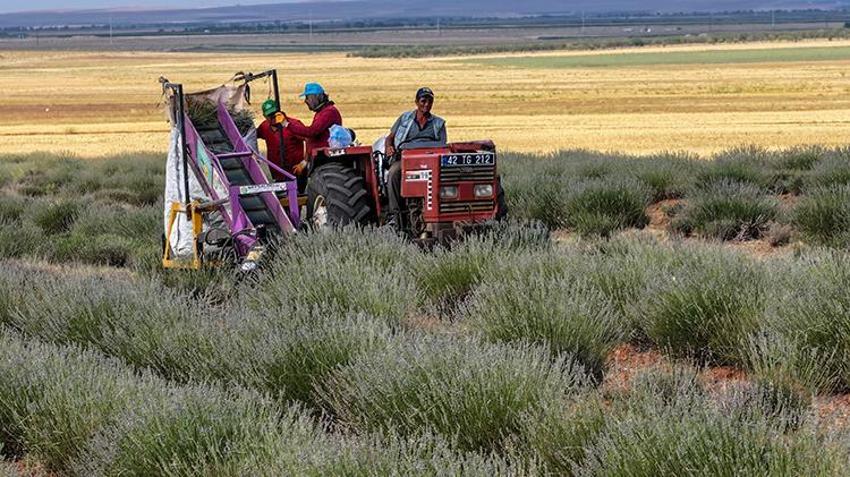 Konya'da boş arsaya dikti, çuval çuval topluyor! 100 tonluk hasat zengin etti, kilosu 2.500 lira