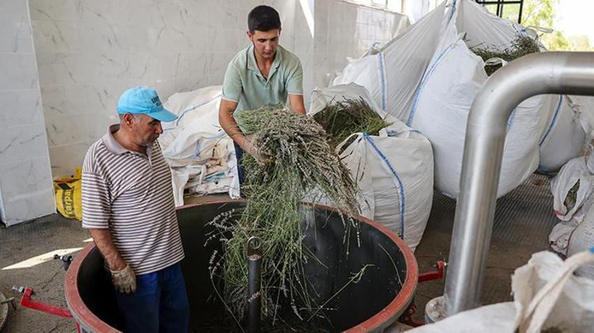 Konya'da boş arsaya dikti, çuval çuval topluyor! 100 tonluk hasat zengin etti, kilosu 2.500 lira