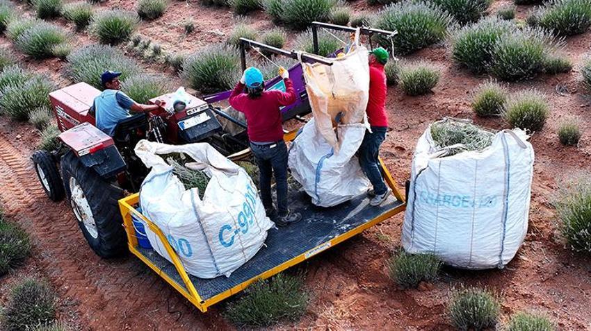 Konya'da boş arsaya dikti, çuval çuval topluyor! 100 tonluk hasat zengin etti, kilosu 2.500 lira