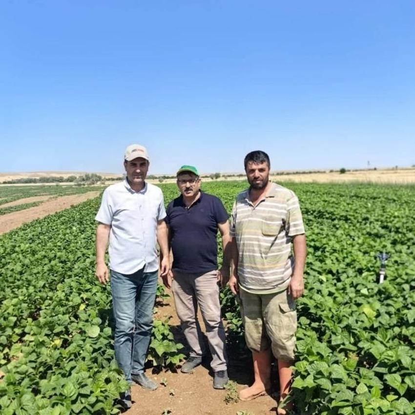 Her gün toplanıyor! Konya'da çiftçinin yeni gözdesi: Gelir kapısı oldu, yurt dışına yetişilmiyor