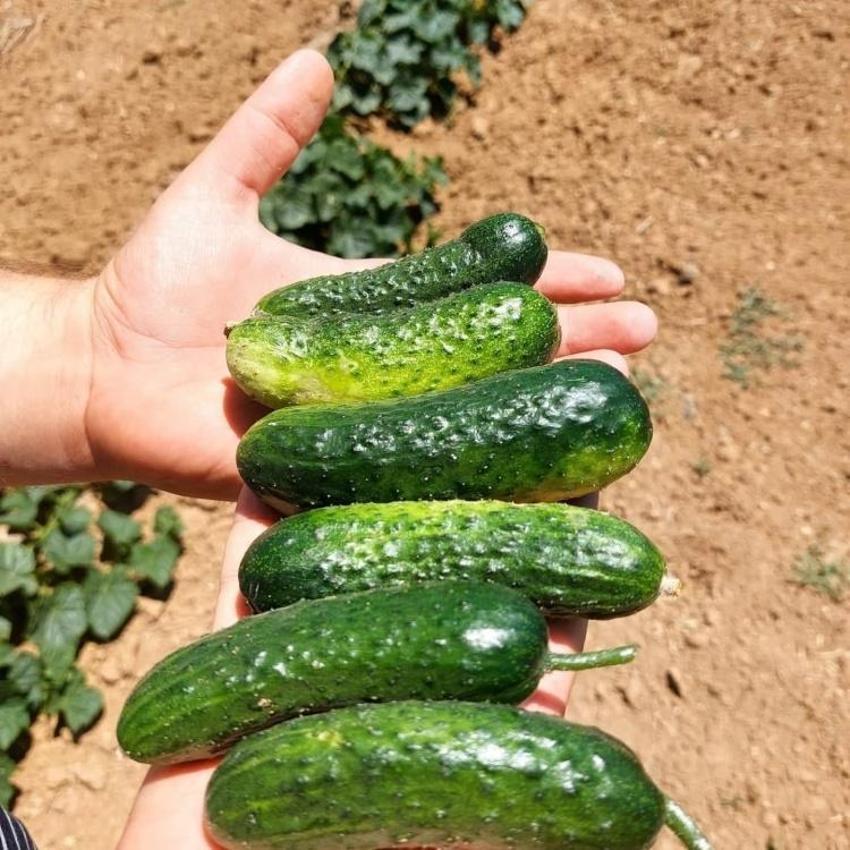 Her gün toplanıyor! Konya'da çiftçinin yeni gözdesi: Gelir kapısı oldu, yurt dışına yetişilmiyor