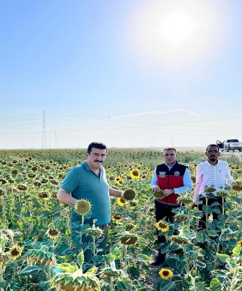 Her gün toplanıyor! Konya'da çiftçinin yeni gözdesi: Gelir kapısı oldu, yurt dışına yetişilmiyor