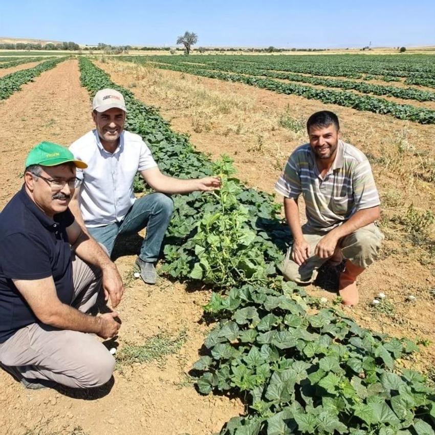 Her gün toplanıyor! Konya'da çiftçinin yeni gözdesi: Gelir kapısı oldu, yurt dışına yetişilmiyor