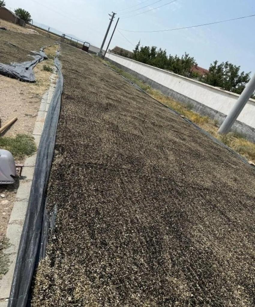 Her gün toplanıyor! Konya'da çiftçinin yeni gözdesi: Gelir kapısı oldu, yurt dışına yetişilmiyor
