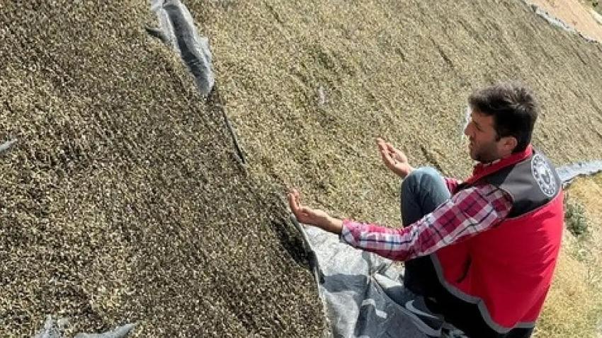 Her gün toplanıyor! Konya'da çiftçinin yeni gözdesi: Gelir kapısı oldu, yurt dışına yetişilmiyor