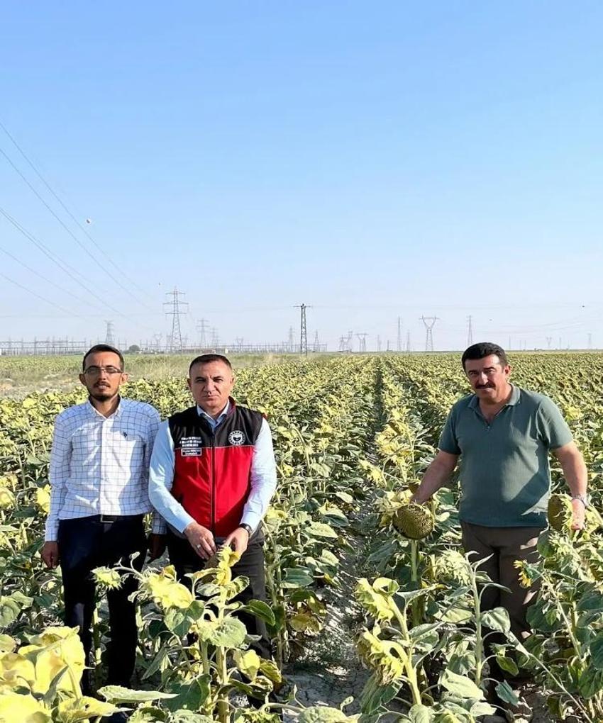 Her gün toplanıyor! Konya'da çiftçinin yeni gözdesi: Gelir kapısı oldu, yurt dışına yetişilmiyor