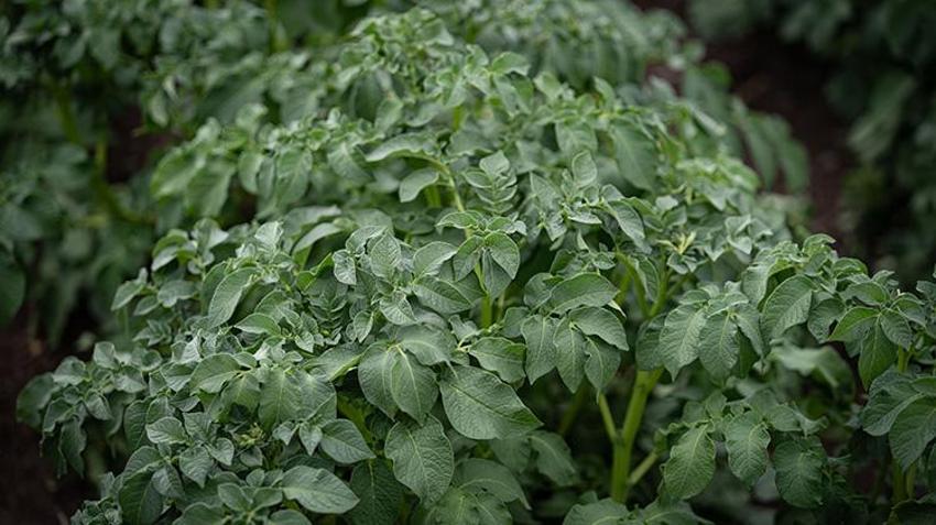 Erzurum'da patates üreticilerinin yüzü gülecek: Pasinler Ovası'na lisanslı depo müjdesi!