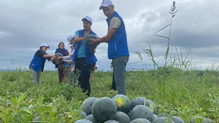 Samsun'da genç gönüllüler karpuz hasadına el uzattı! Şehirden kaçıp doğayla iç içe geçtiler