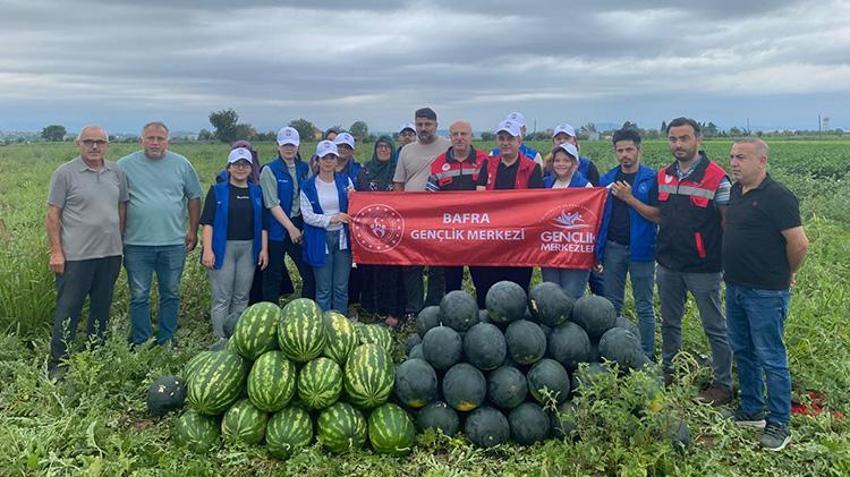 Samsun'da genç gönüllüler karpuz hasadına el uzattı! Şehirden kaçıp doğayla iç içe geçtiler