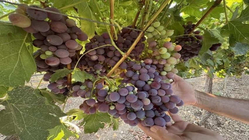 Konya yolunda hasat başladı: Rekolte yüzde 25 arttı