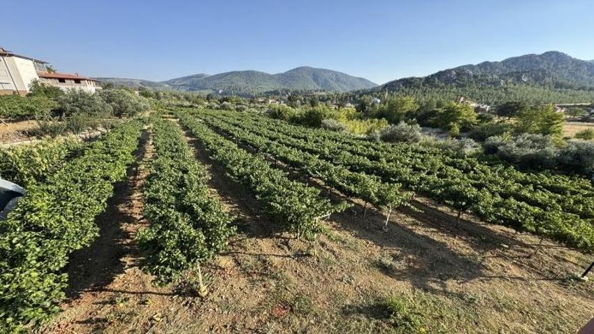 Konya yolunda hasat başladı: Rekolte yüzde 25 arttı