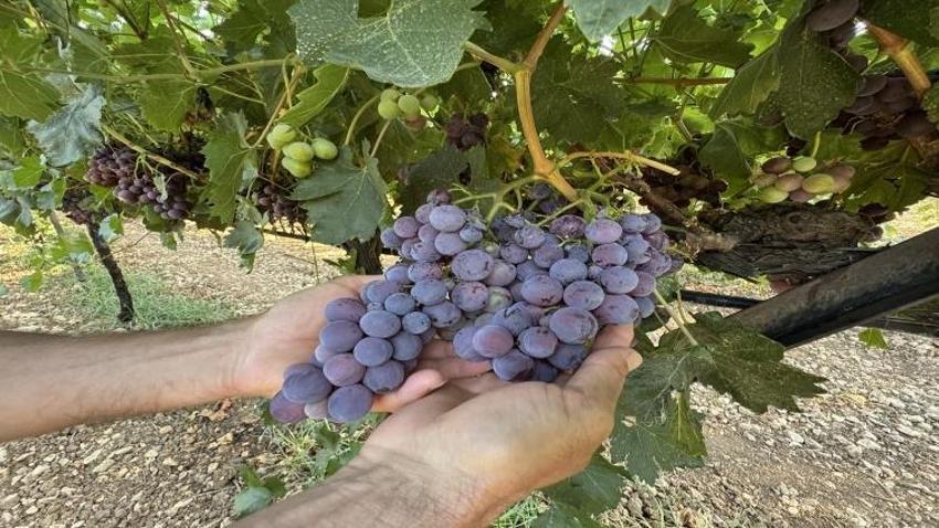 Konya yolunda hasat başladı: Rekolte yüzde 25 arttı