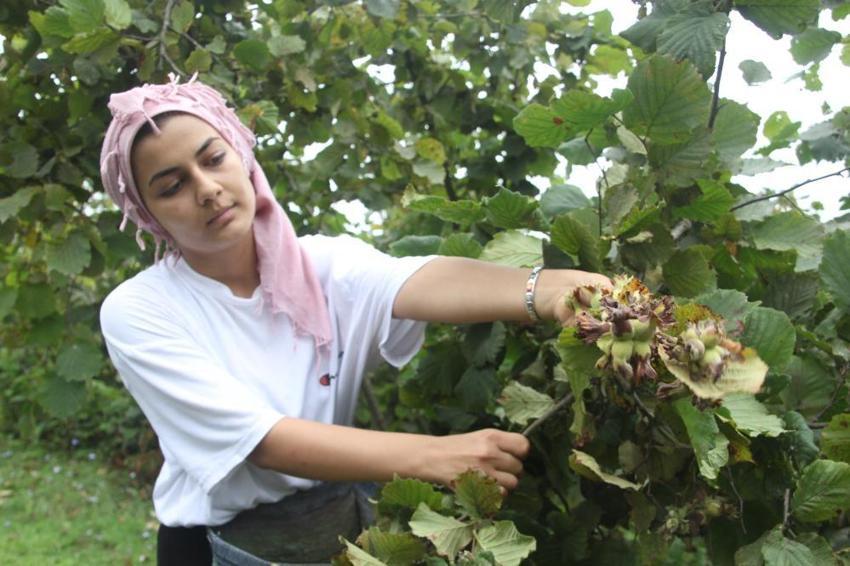 Ordu'da 'yeşil altın' hasadına başlandı! Bölgeye göç eden mevsimlik işçiler bahçelere akın etti