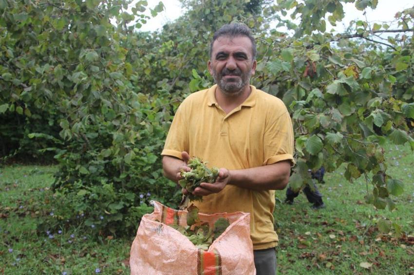 Ordu'da 'yeşil altın' hasadına başlandı! Bölgeye göç eden mevsimlik işçiler bahçelere akın etti