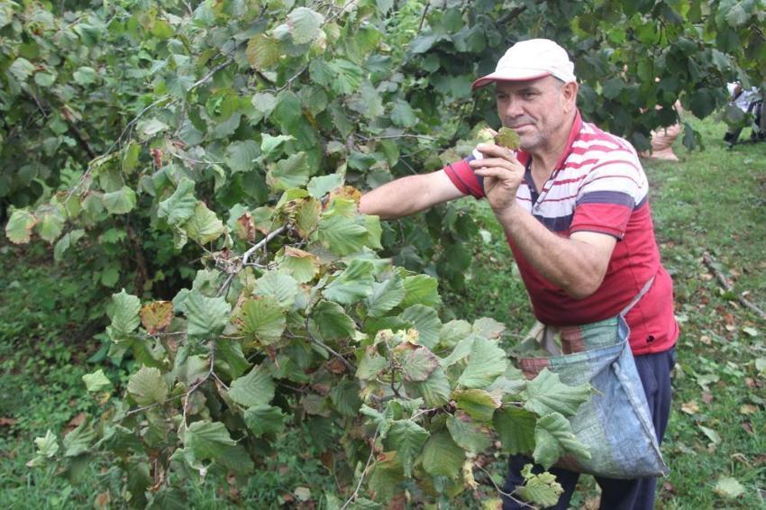 Ordu'da 'yeşil altın' hasadına başlandı! Bölgeye göç eden mevsimlik işçiler bahçelere akın etti