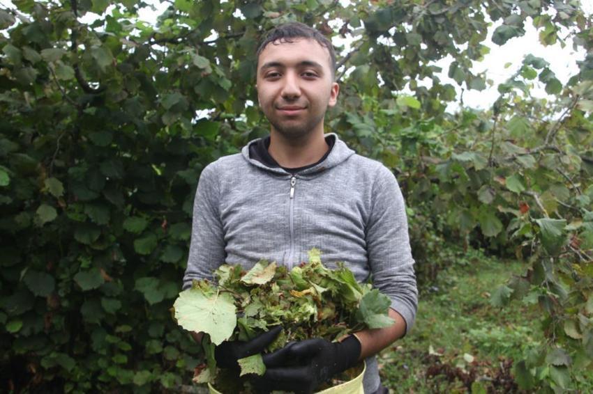 Ordu'da 'yeşil altın' hasadına başlandı! Bölgeye göç eden mevsimlik işçiler bahçelere akın etti