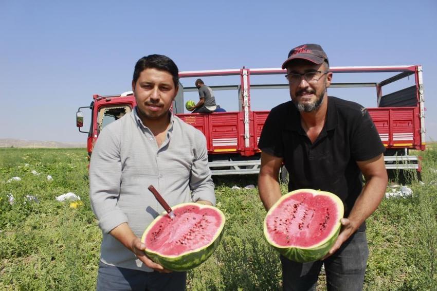 Türkiye'de bitti, Yozgat'ta yeni başlıyor: Zorlu mesai başladı, kavurucu sıcaklar üreticiyi yıldırmadı
