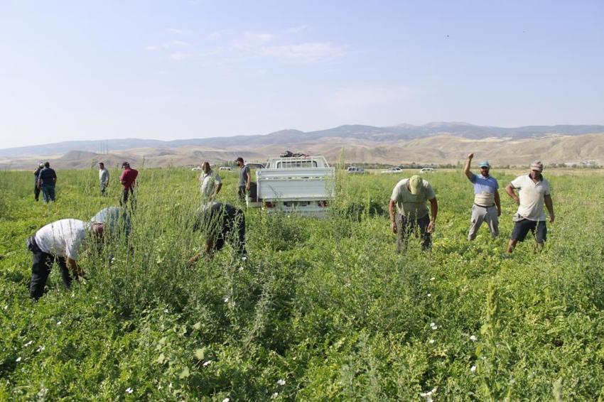 Türkiye'de bitti, Yozgat'ta yeni başlıyor: Zorlu mesai başladı, kavurucu sıcaklar üreticiyi yıldırmadı