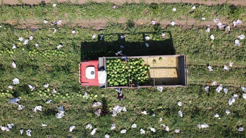 Türkiye'de bitti, Yozgat'ta yeni başlıyor: Zorlu mesai başladı, kavurucu sıcaklar üreticiyi yıldırmadı