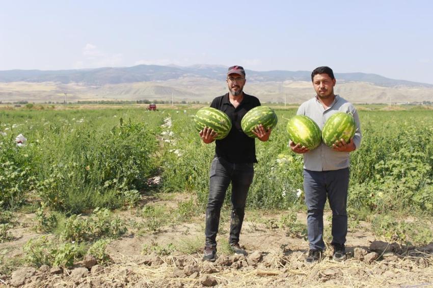Türkiye'de bitti, Yozgat'ta yeni başlıyor: Zorlu mesai başladı, kavurucu sıcaklar üreticiyi yıldırmadı