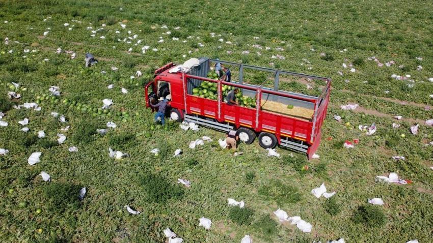 Türkiye'de bitti, Yozgat'ta yeni başlıyor: Zorlu mesai başladı, kavurucu sıcaklar üreticiyi yıldırmadı