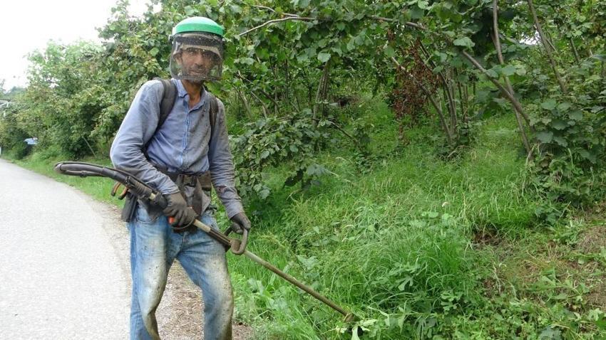 Fındık hasatı öncesi zorlu mesai: Giresun'da yevmiyeyi duyan şaşırıyor