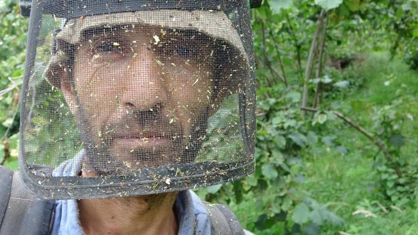 Fındık hasatı öncesi zorlu mesai: Giresun'da yevmiyeyi duyan şaşırıyor