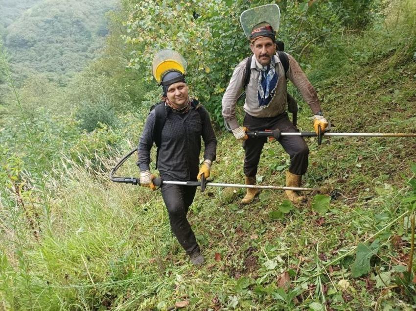 Fındık hasatı öncesi zorlu mesai: Giresun'da yevmiyeyi duyan şaşırıyor