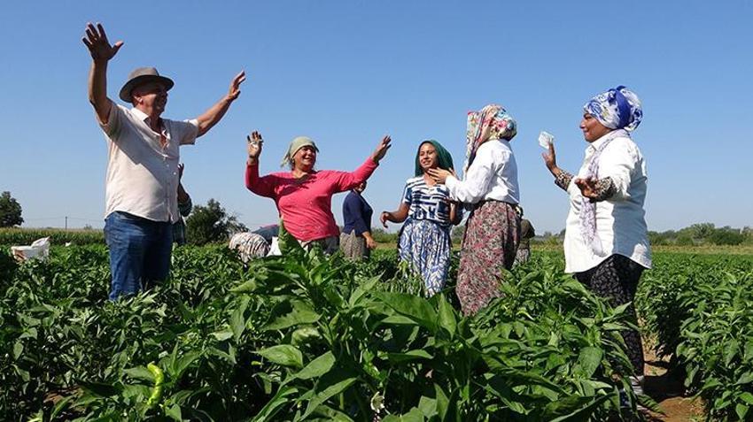 Edirne'de oyun havaları eşliğinde hasat yapılıyor! 'Sinek, malın büyümesini engelledi'