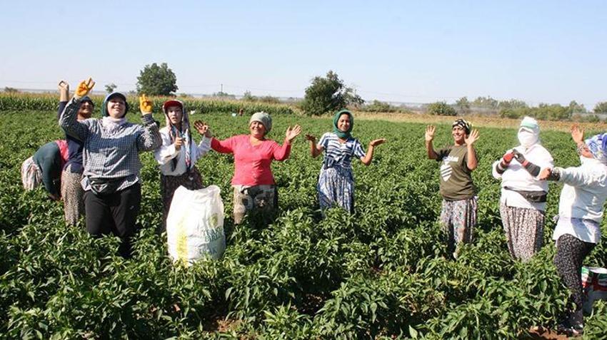 Edirne'de oyun havaları eşliğinde hasat yapılıyor! 'Sinek, malın büyümesini engelledi'
