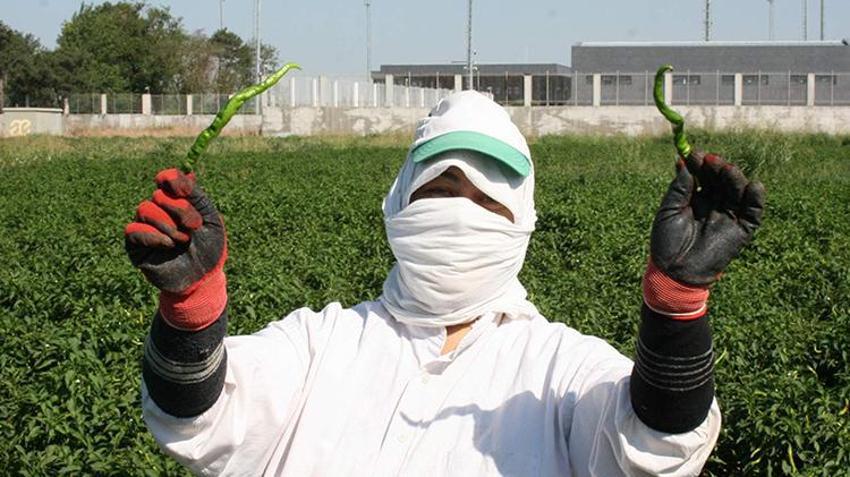 Edirne'de oyun havaları eşliğinde hasat yapılıyor! 'Sinek, malın büyümesini engelledi'